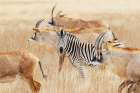 Lone zebra travels with a herd of roan antelope in southern Africa Art Print